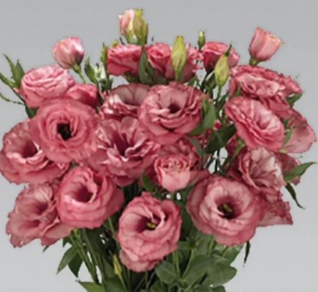 انواع گلهای قابل استفاده در دسته گل ها, گلهای قابل استفاده در دسته گل ها,گل لیسیانتوس